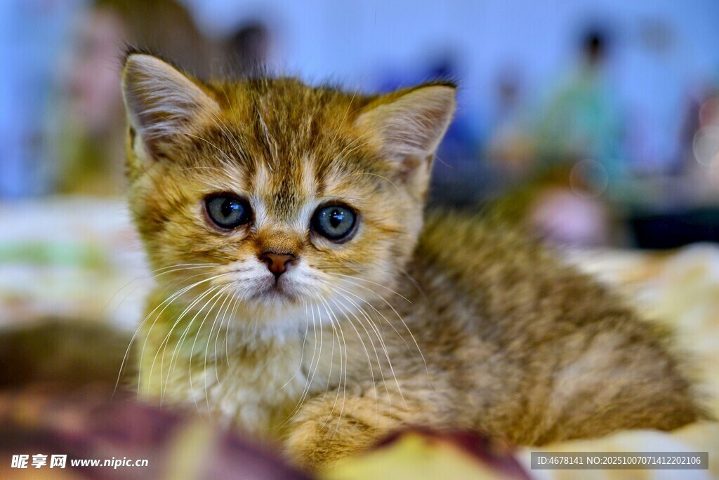 可爱小猫咪趴卧在毯子上