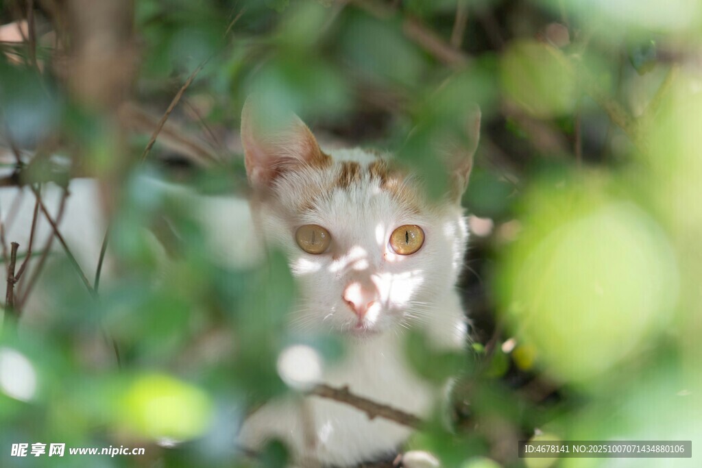 树丛中好奇张望的小猫