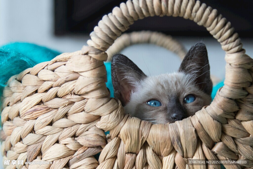 篮子里的蓝眼小猫
