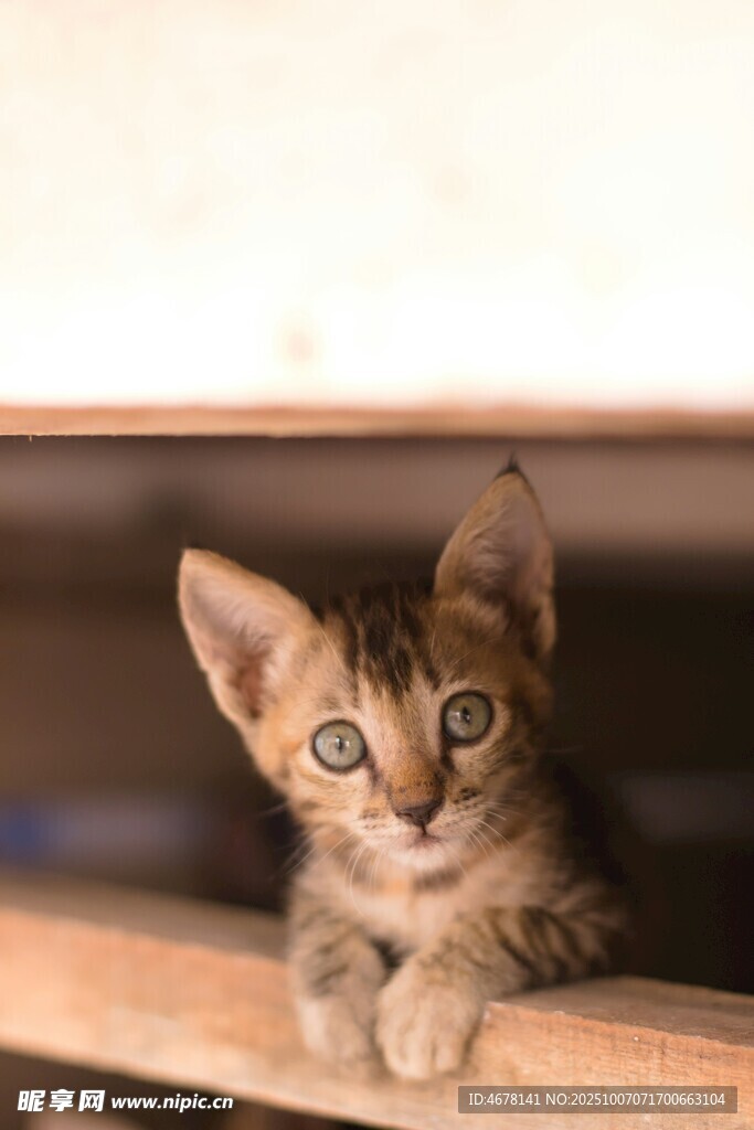 可爱小猫趴在木栏上