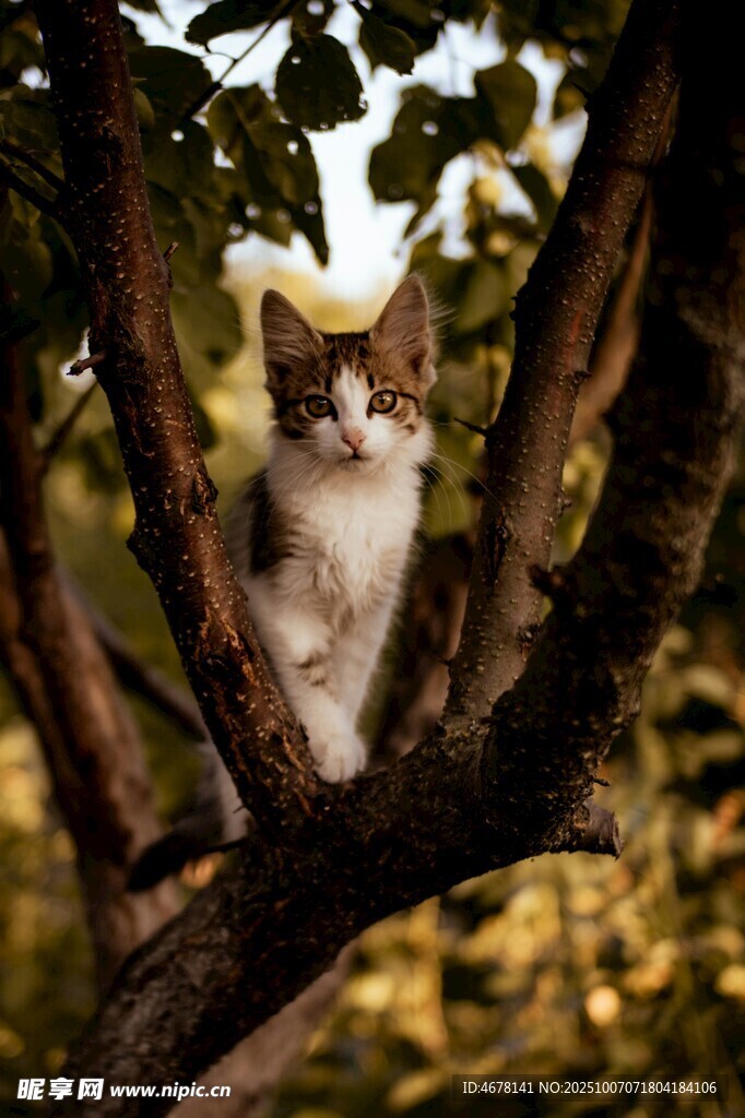 树上的猫咪