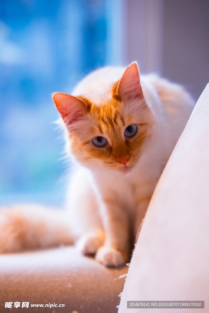 可爱橘白猫咪坐于沙发