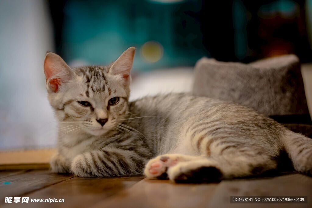 慵懒小猫惬意趴桌