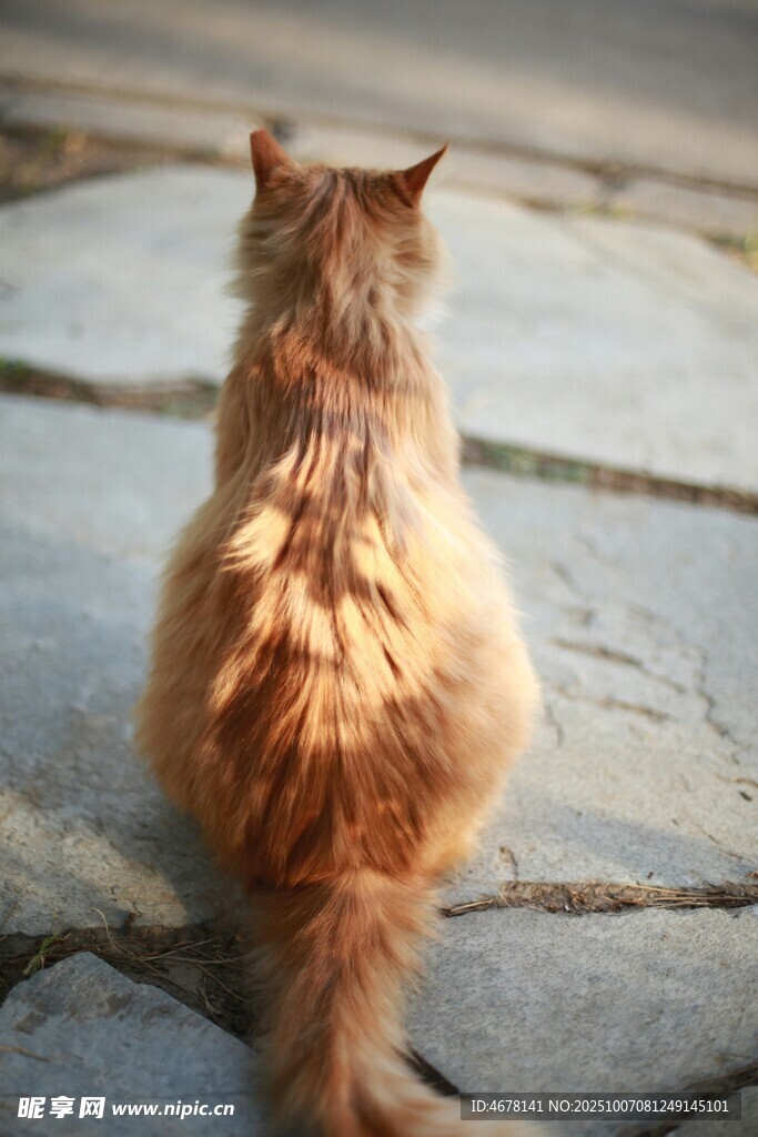 阳光下的长毛猫背影