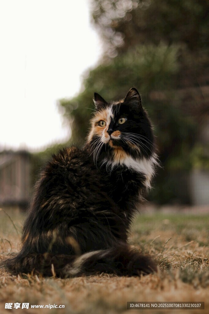 草地上的猫咪扭头回望