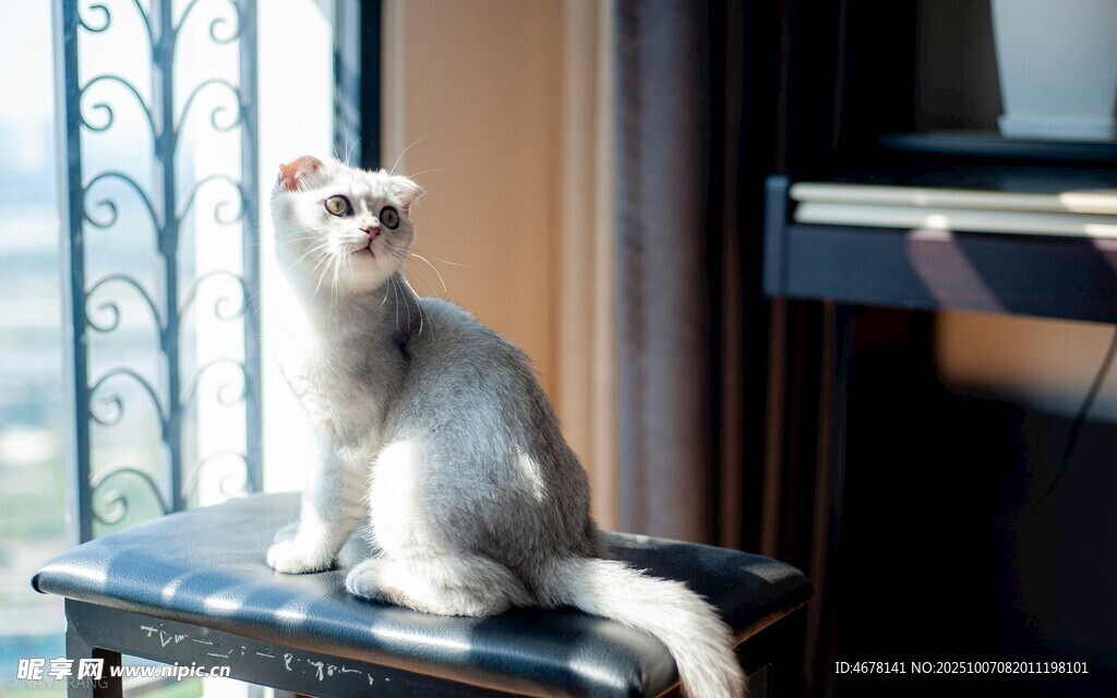 窗边美猫优雅端坐