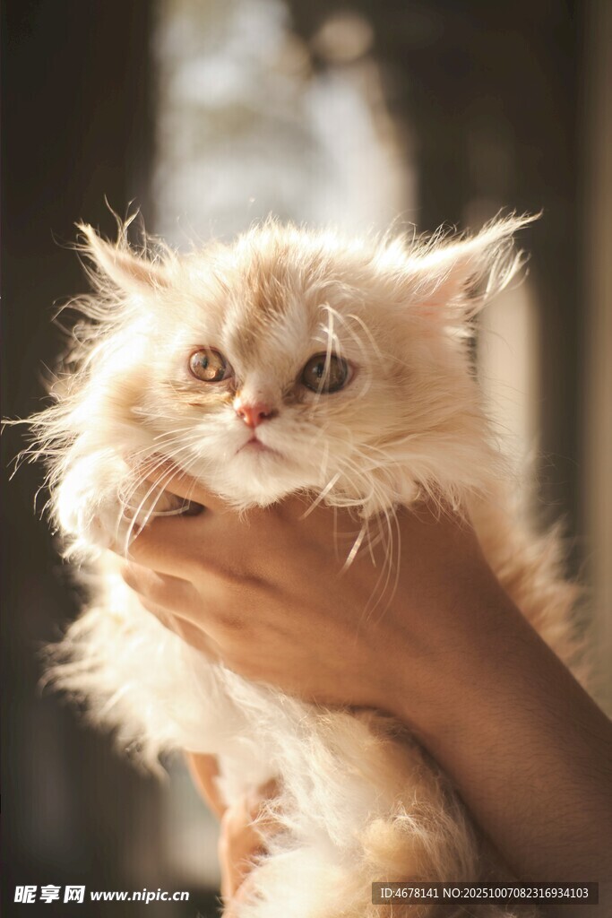 手捧可爱蓬松小猫咪