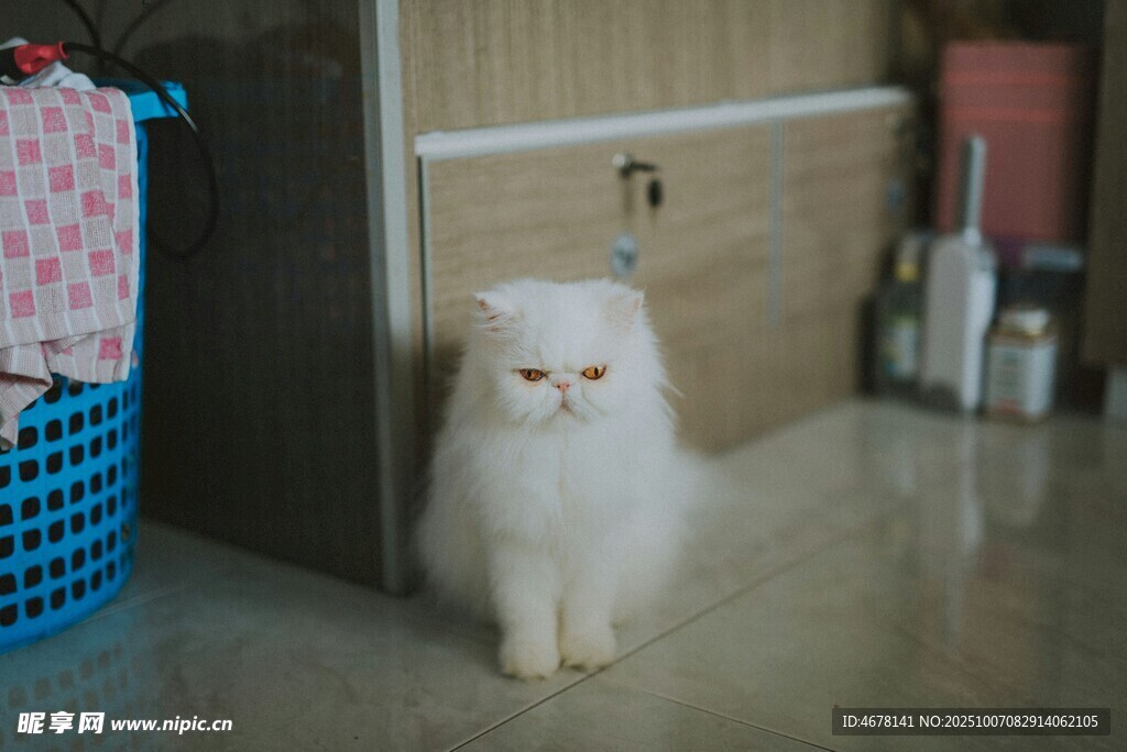 可爱白猫端坐室内角落