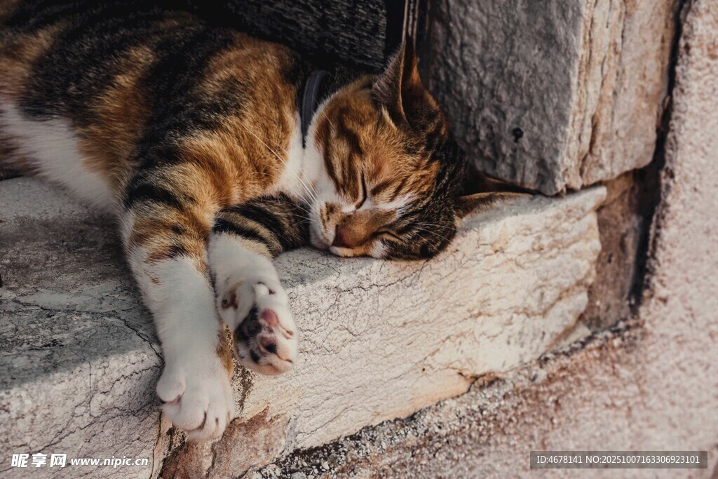 酣睡的三色猫咪