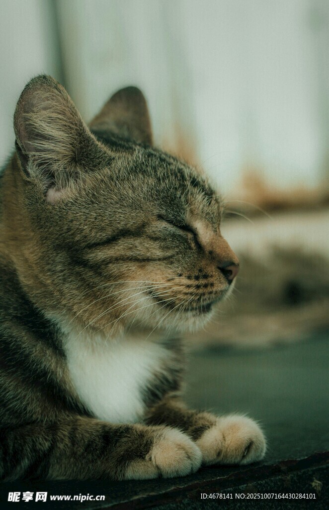 闭眼休憩的可爱猫咪