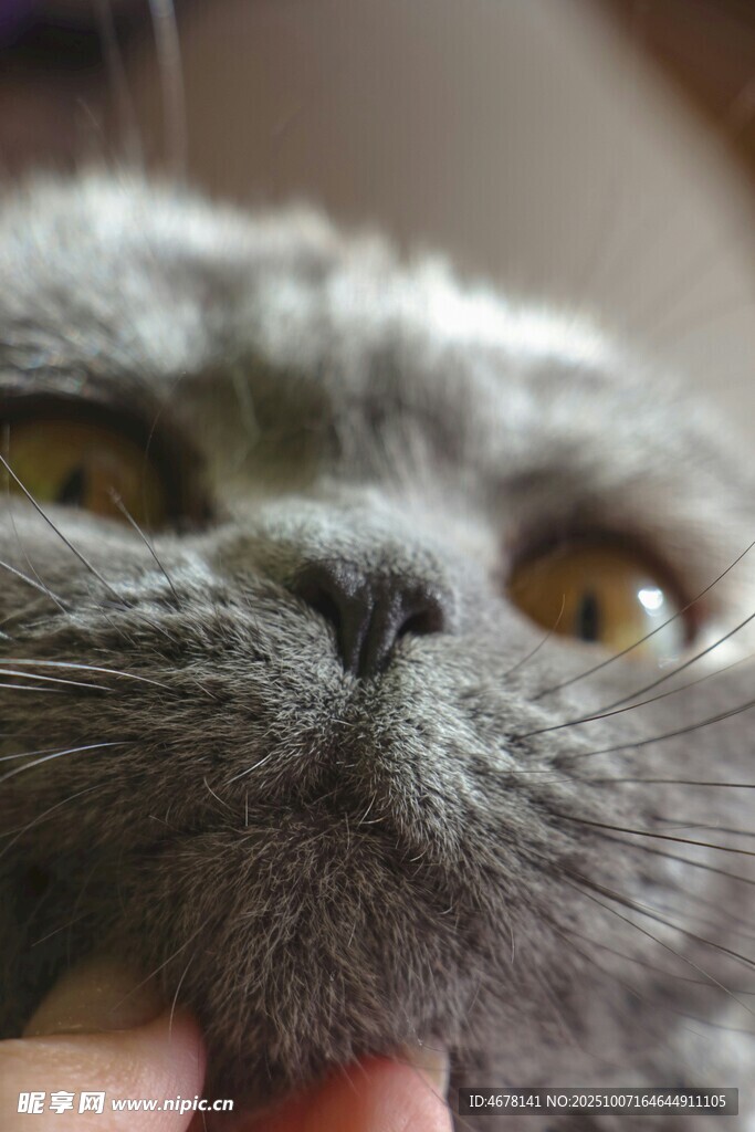 可爱灰猫近景特写