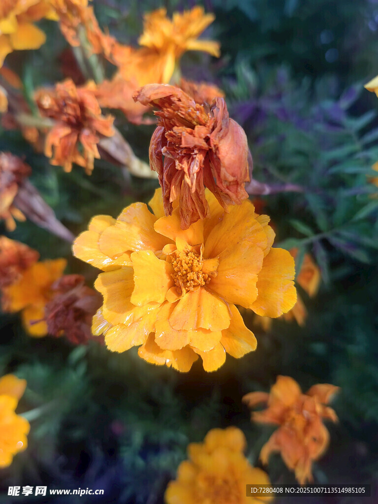 鲜艳绽放的黄色万寿菊