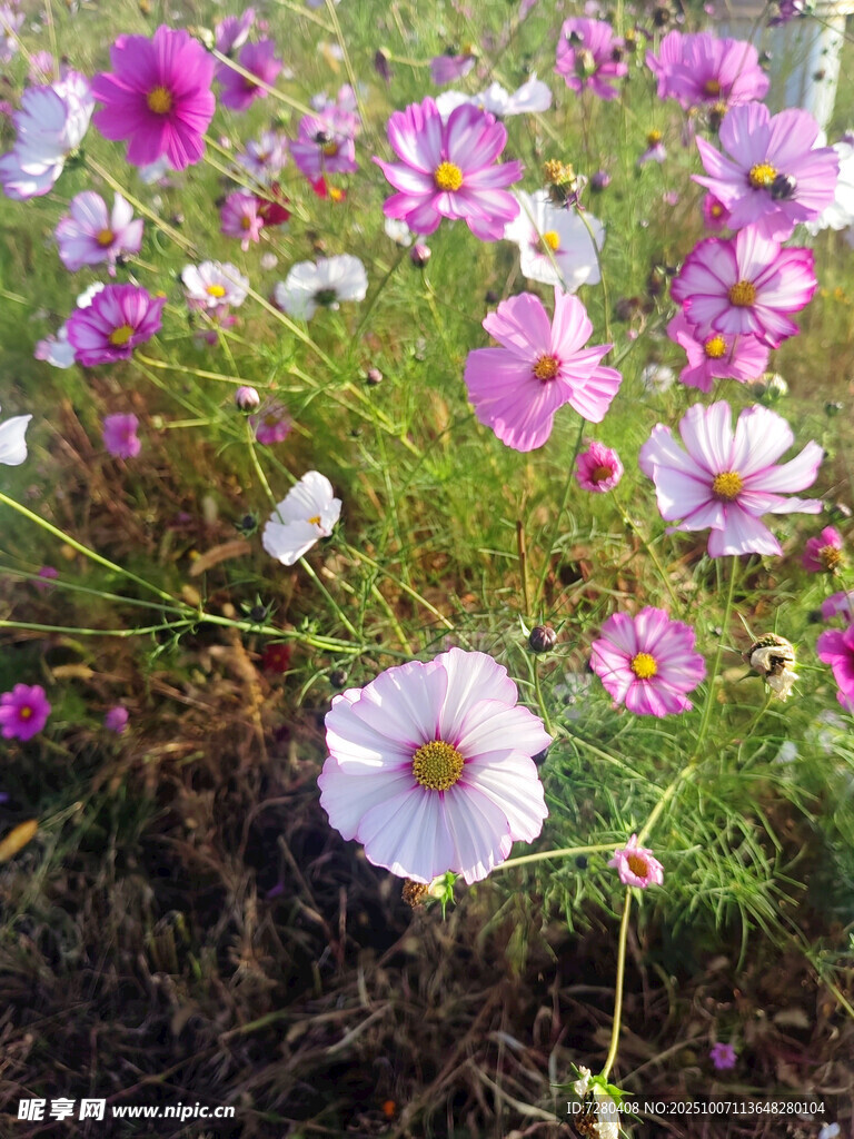 美丽波斯菊绽放于草地