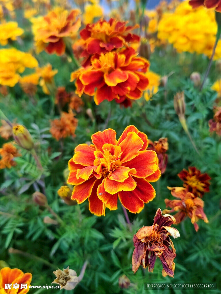 鲜艳多彩的万寿菊绽放