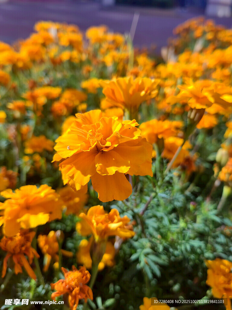 灿烂橘色万寿菊绽放景观