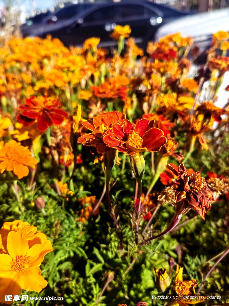 多彩花卉绽放生机