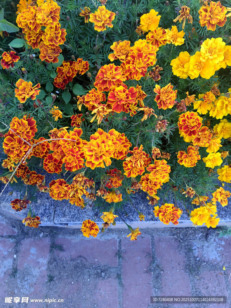 多彩万寿菊装点地面景观