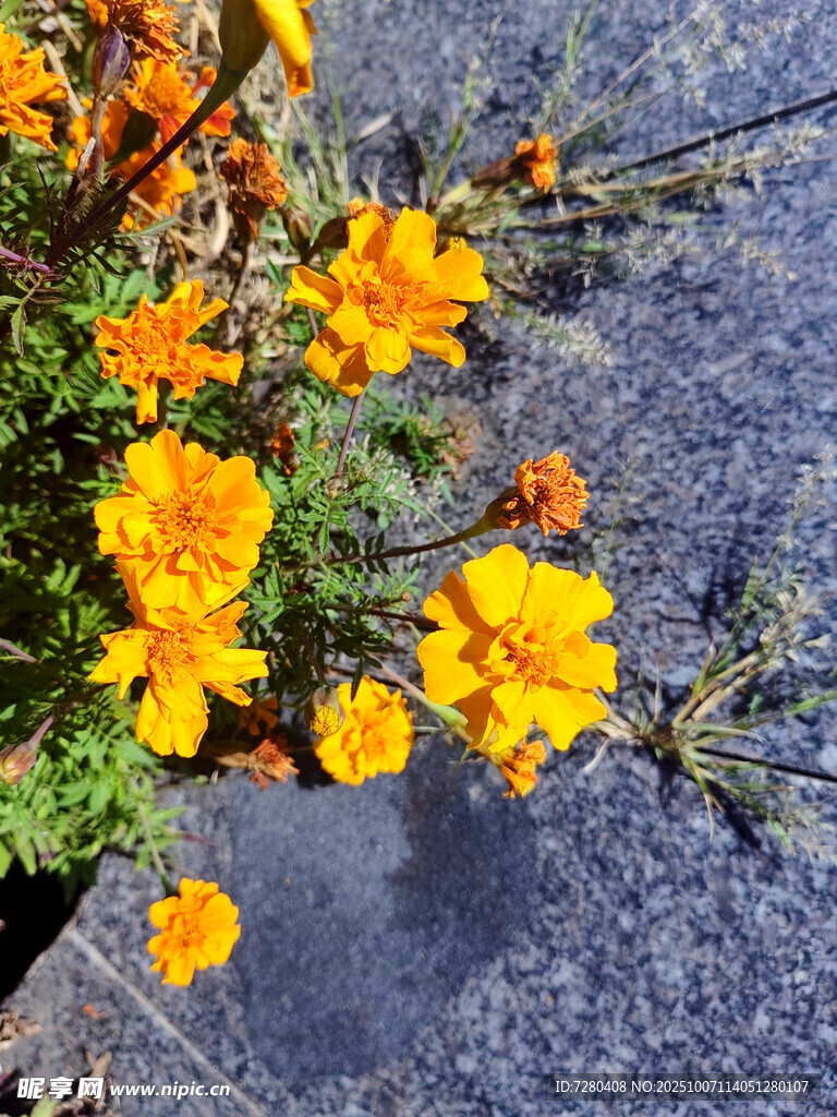 石板上绽放的鲜艳小黄花