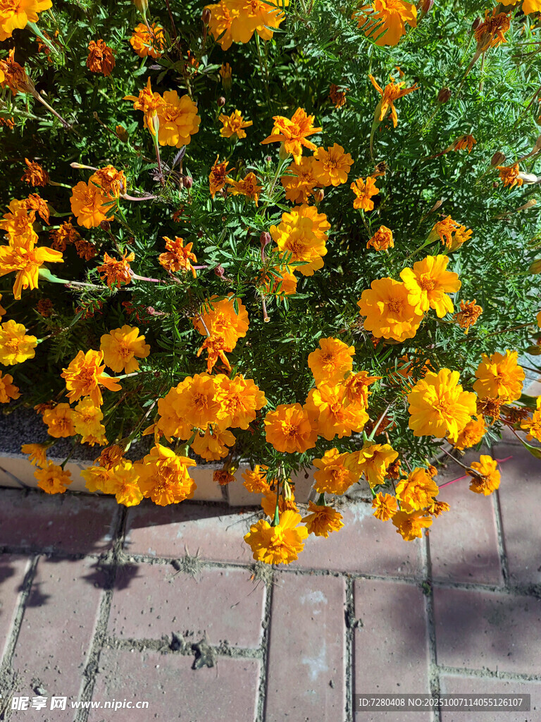 灿烂黄色花朵绽放于小径