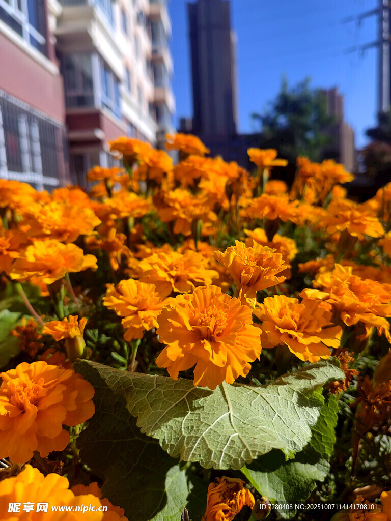 鲜艳橘色花朵绽放街头