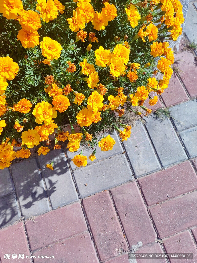 砖缝间绽放的灿烂小黄花