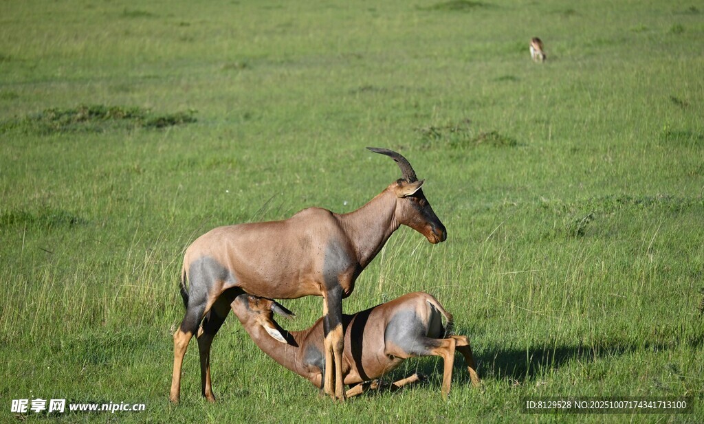 草原上的羚羊家庭