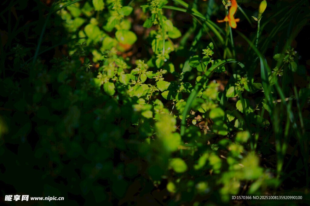 阳光下的翠绿植物
