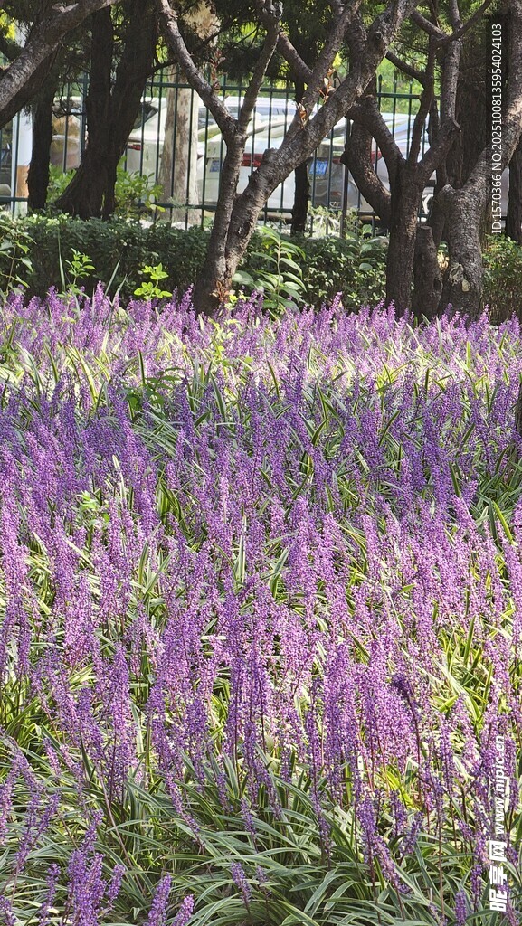 紫色花海 自然浪漫景致