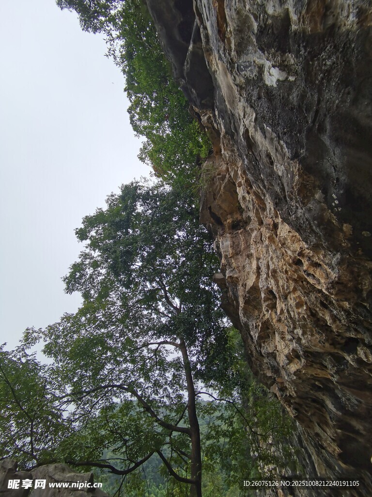 崖壁旁的葱郁树木