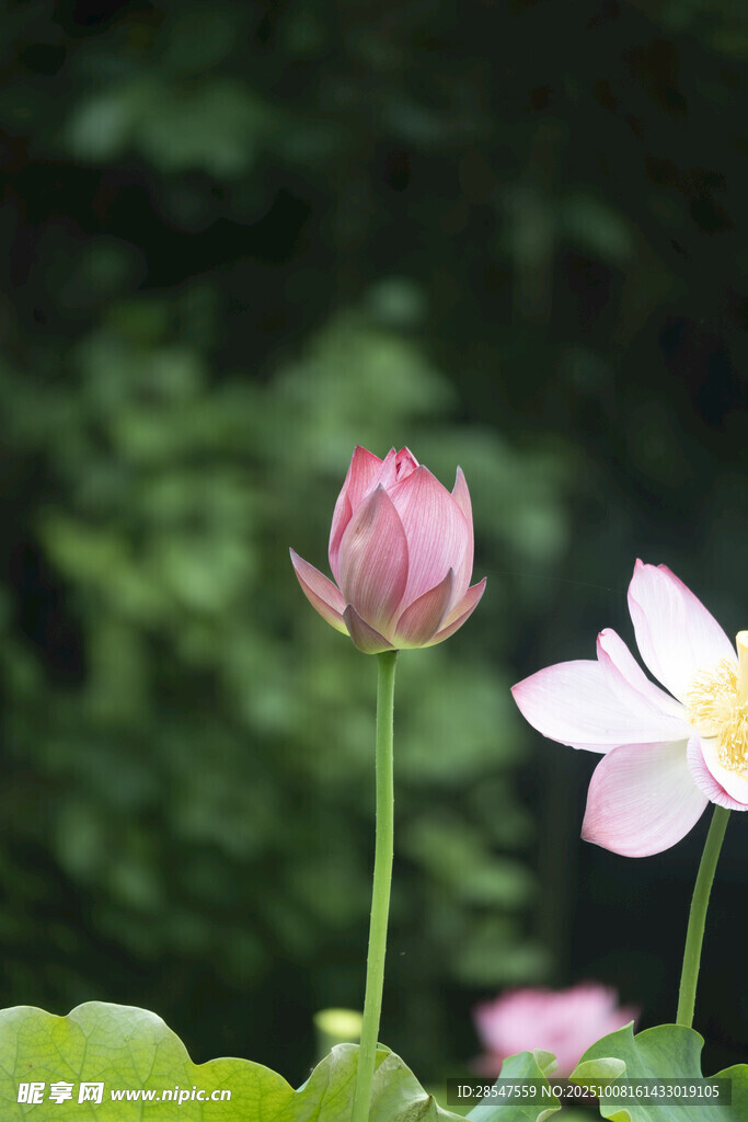 两朵荷花绽放于绿叶间