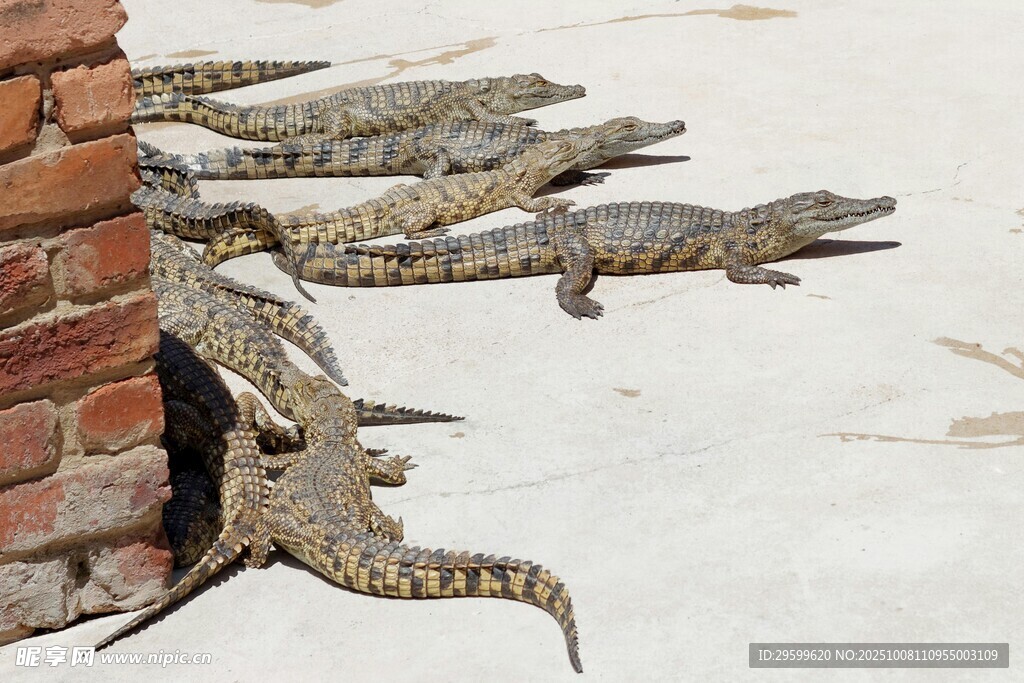 墙边休憩的一群鳄鱼