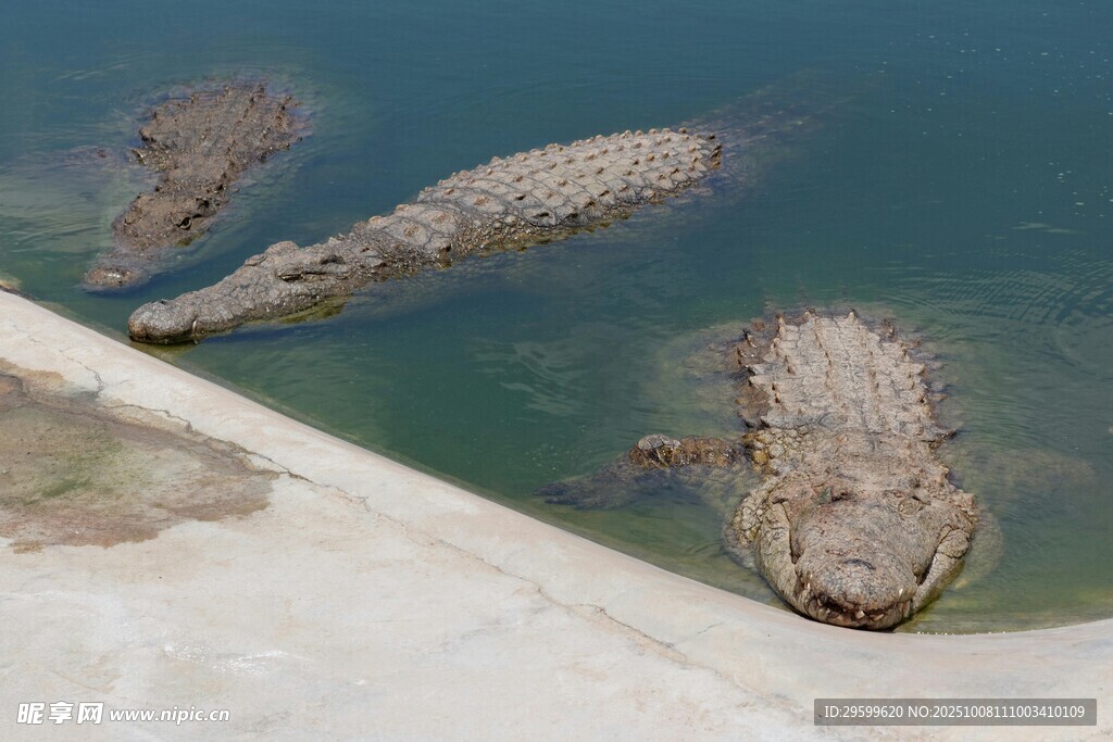 岸边水中的几只鳄鱼