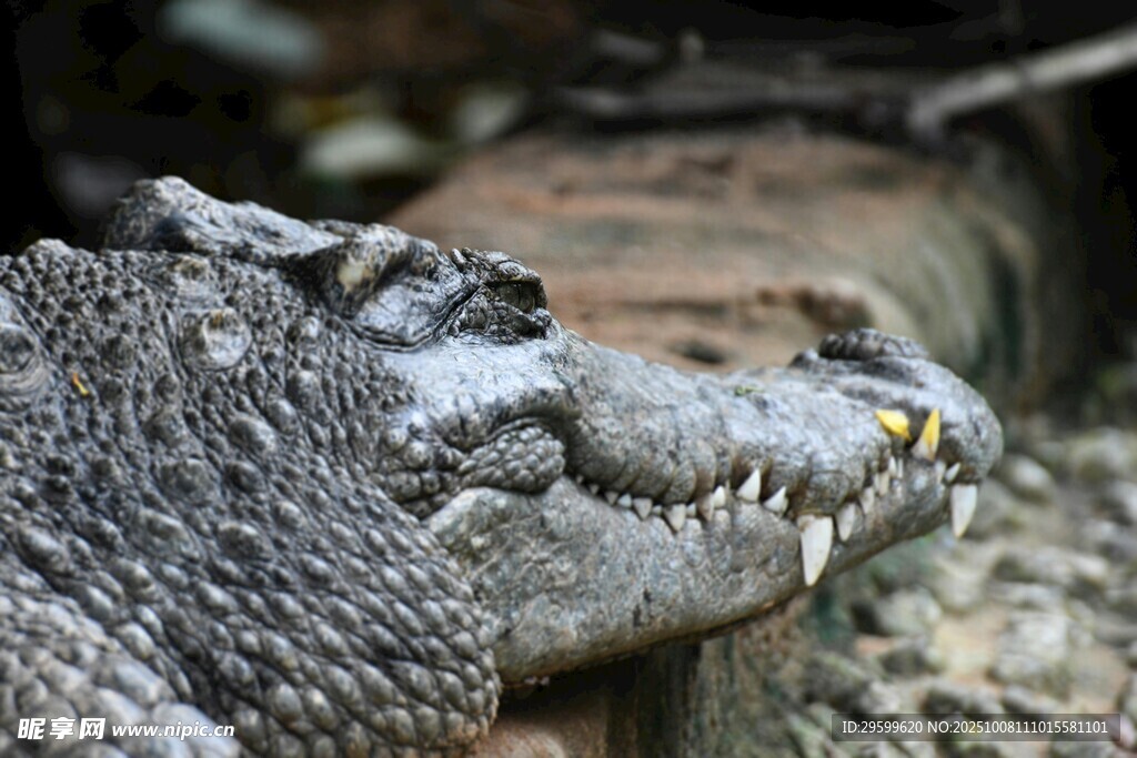 鳄鱼特写