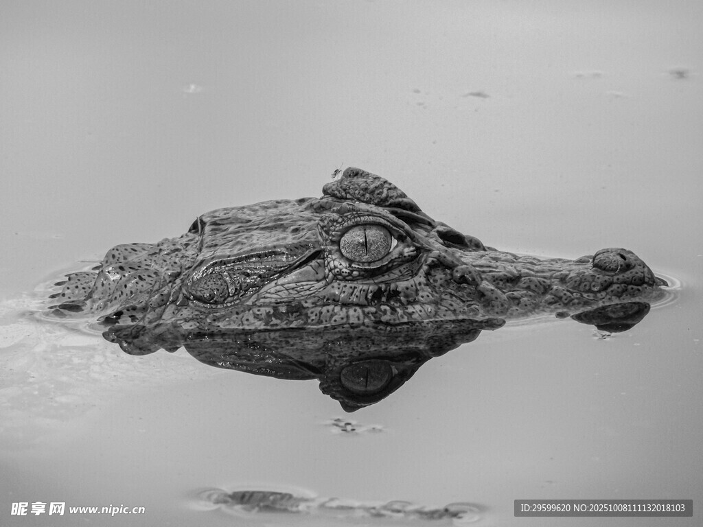 水中鳄鱼露出神秘身影