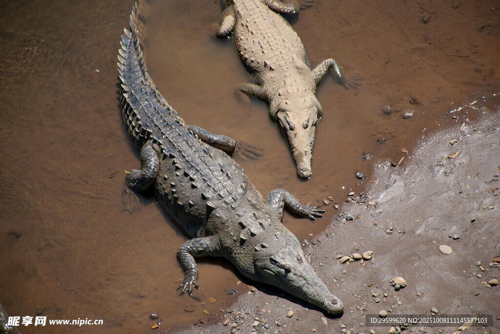 泥地中的两只鳄鱼