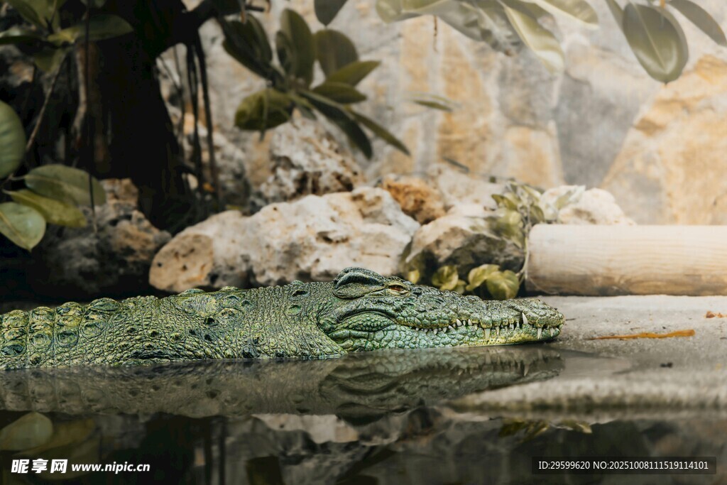 池边绿植旁的鳄鱼