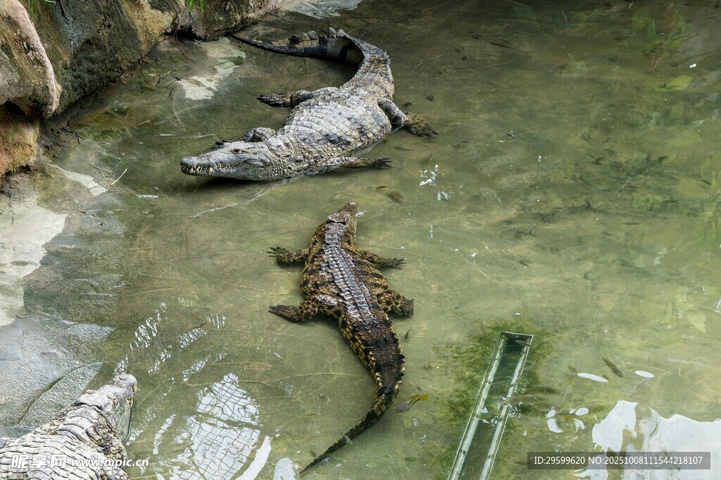 水中的鳄鱼