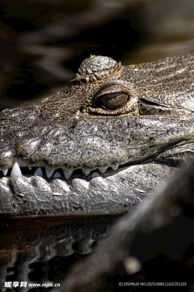 鳄鱼特写