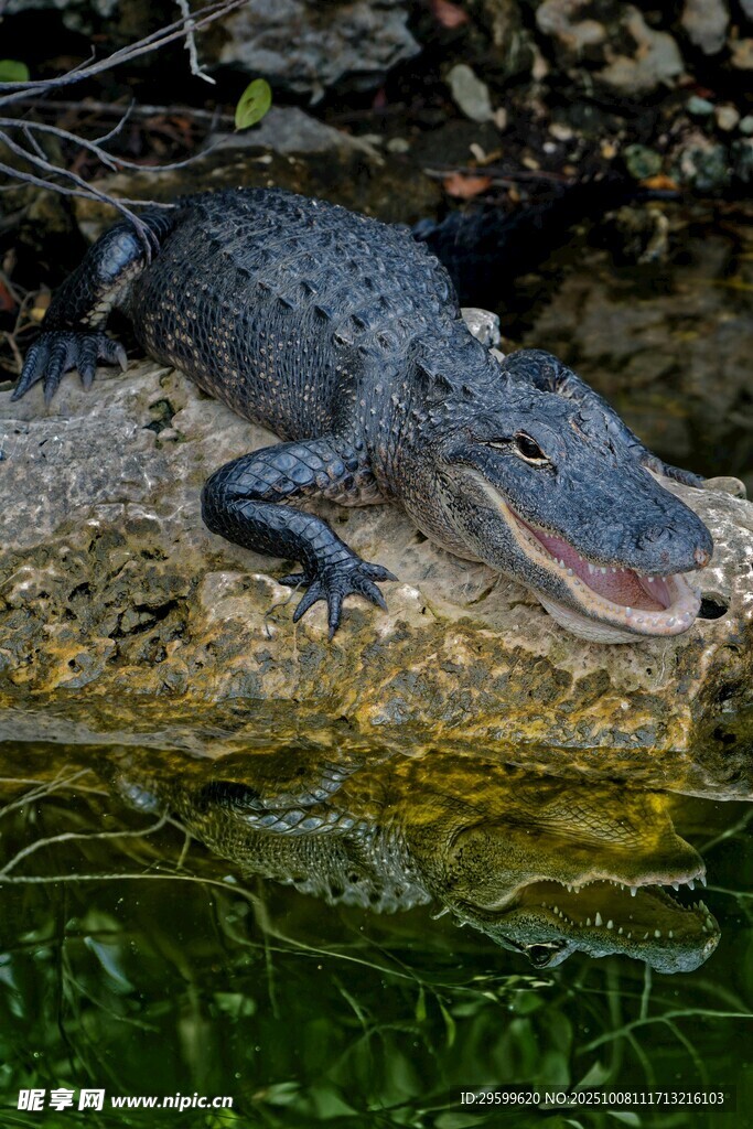 岸边休憩的鳄鱼