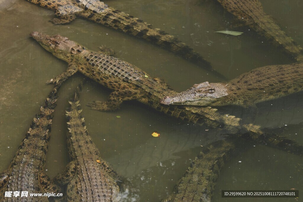 水中群聚的鳄鱼