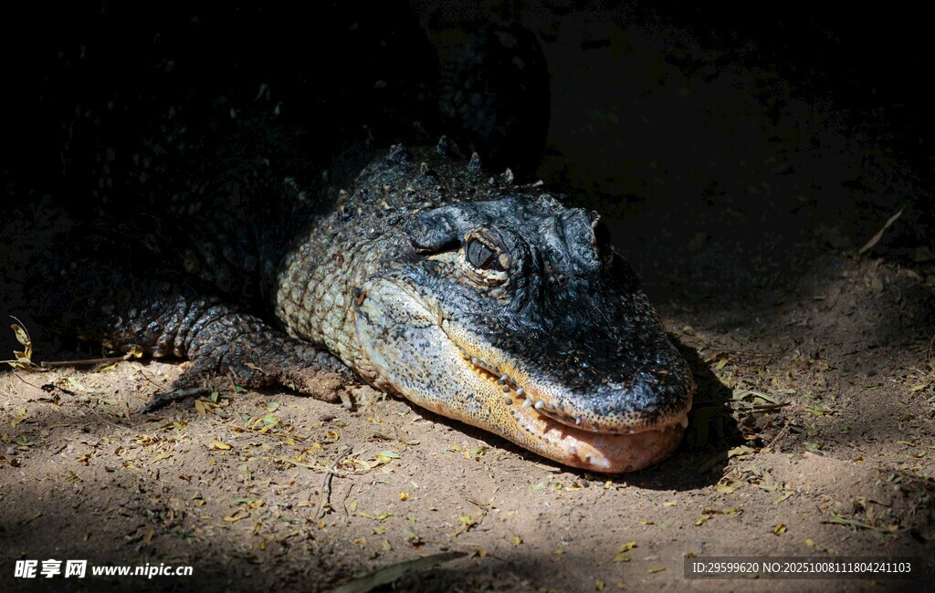 沙滩上休憩的鳄鱼