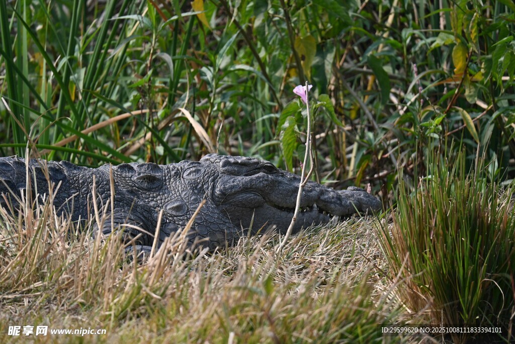 草丛中的鳄鱼