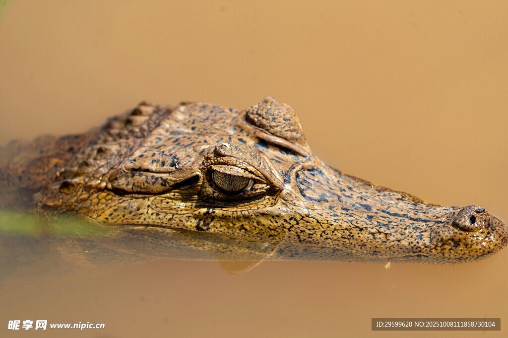 水中鳄鱼头部特写