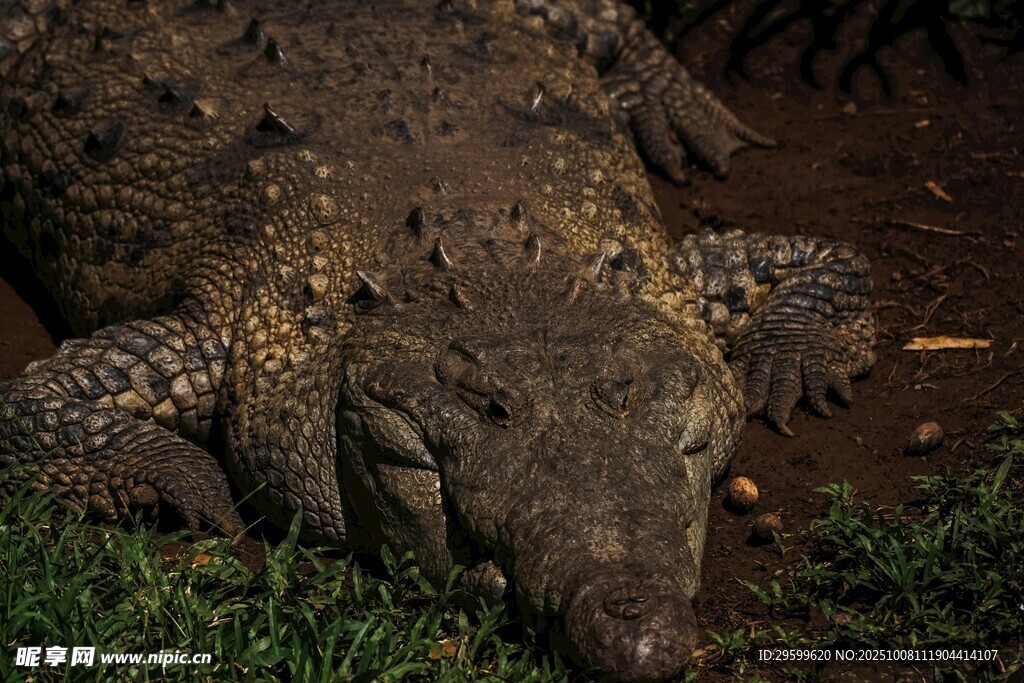趴在草地的鳄鱼