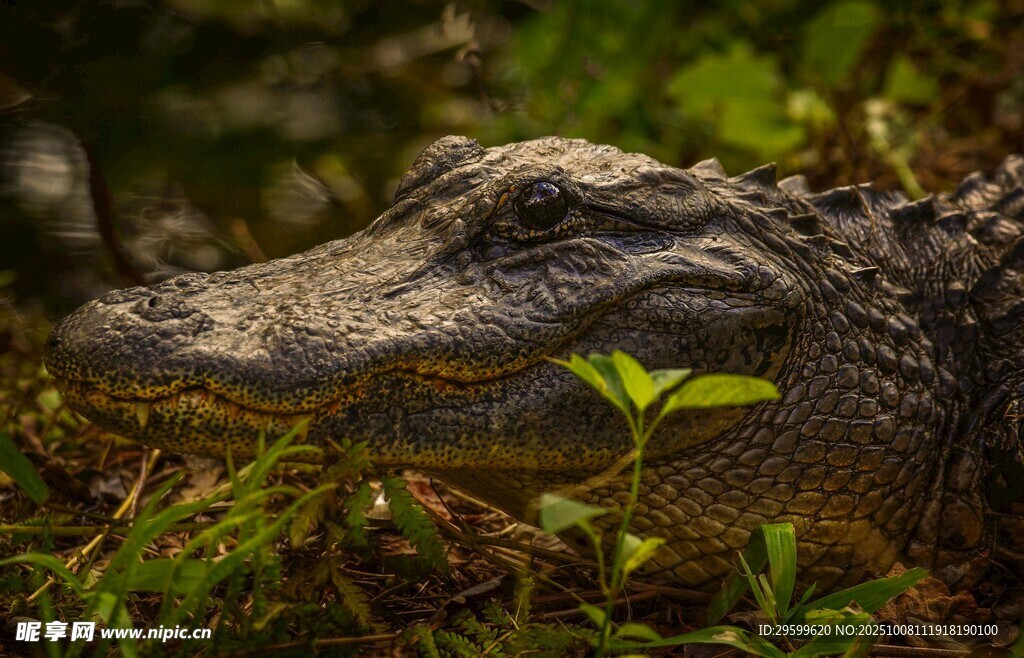 草丛中的鳄鱼头部特写