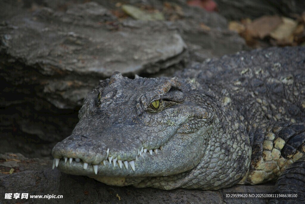 鳄鱼特写