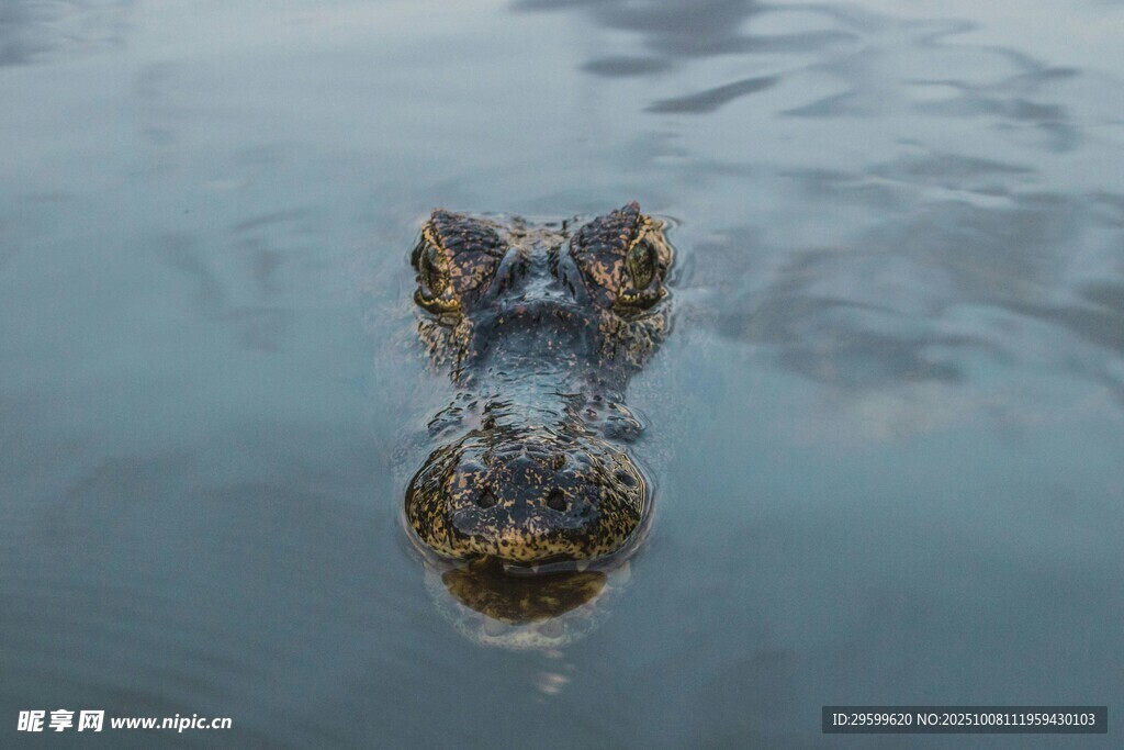 水中鳄鱼头部特写