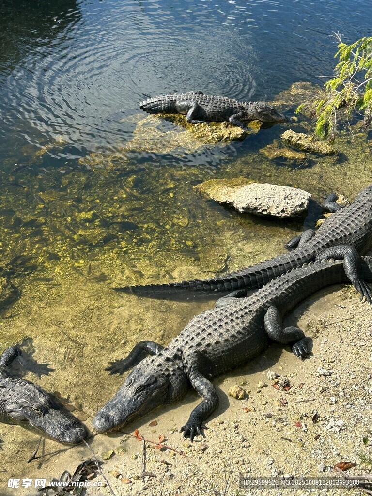 岸边休憩的鳄鱼群