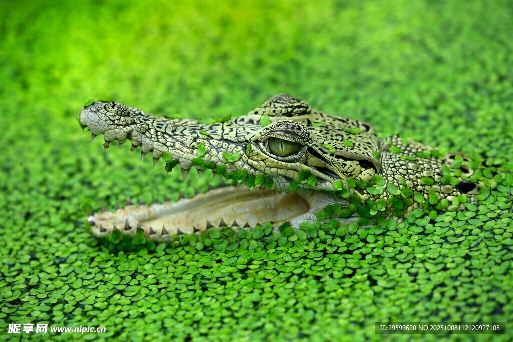 草丛中的小鳄鱼张嘴瞬间