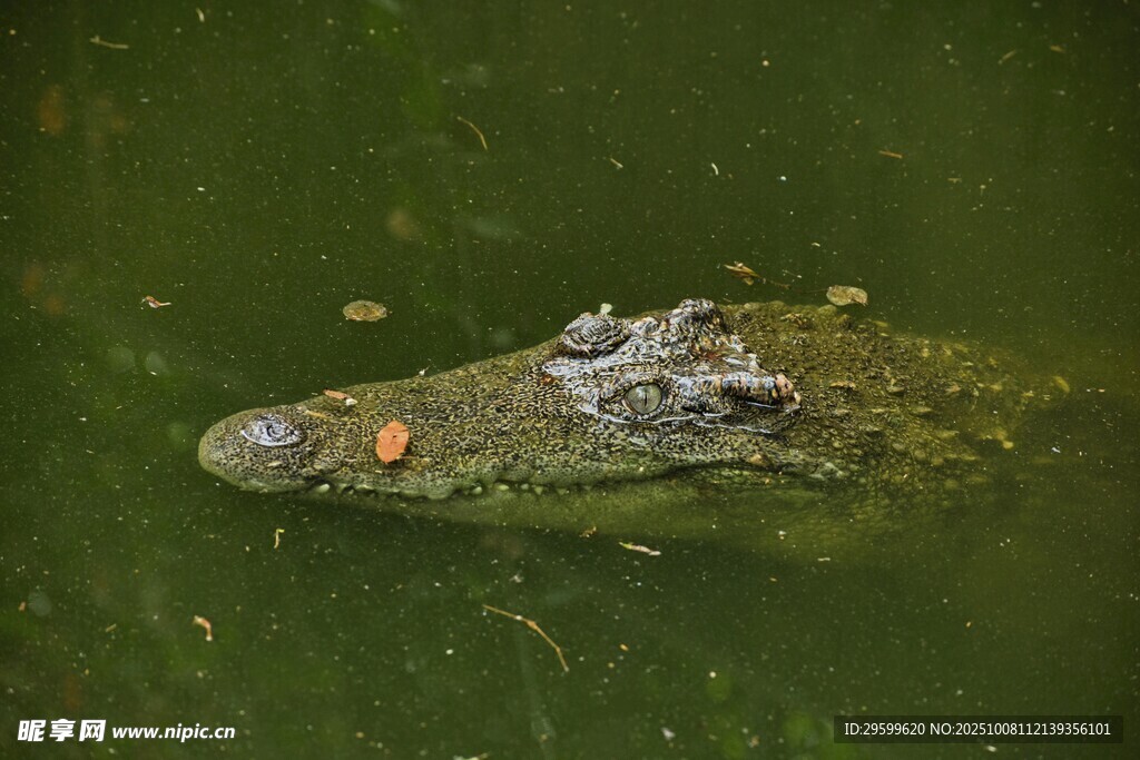 水中鳄鱼头部特写